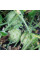 Kiwano seeds «Jelly Round»
