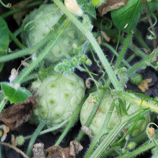 Kiwano seeds «Jelly Round»