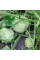 Kiwano seeds «Jelly Round»