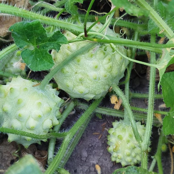 Kiwano seeds «Jelly Round»