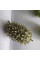 Kiwano seeds «Wild thorn»