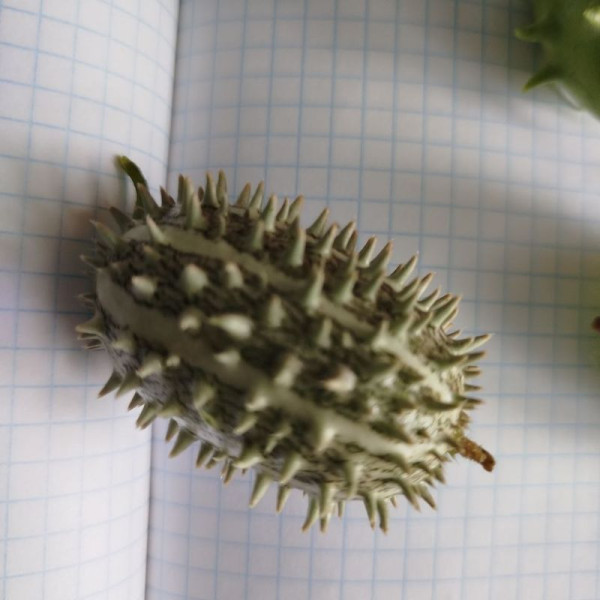 Kiwano seeds «Wild thorn»