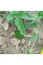 Kiwano seeds «Wild thorn»