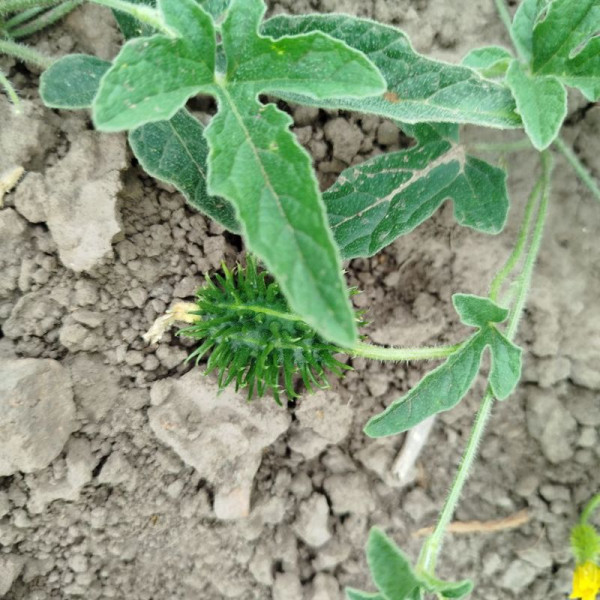 Kiwano seeds «Wild thorn»