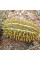 Kiwano seeds «Wild thorn»