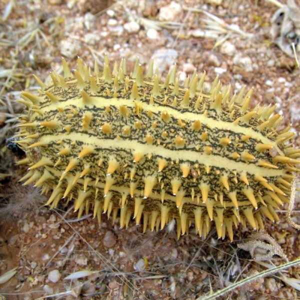 Kiwano seeds «Wild thorn»