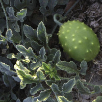 Kiwano seeds «Spiny Emerald»