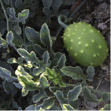 Kiwano seeds «Spiny Emerald»