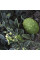 Kiwano seeds «Spiny Emerald»