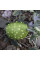 Kiwano seeds «Spiny Emerald»