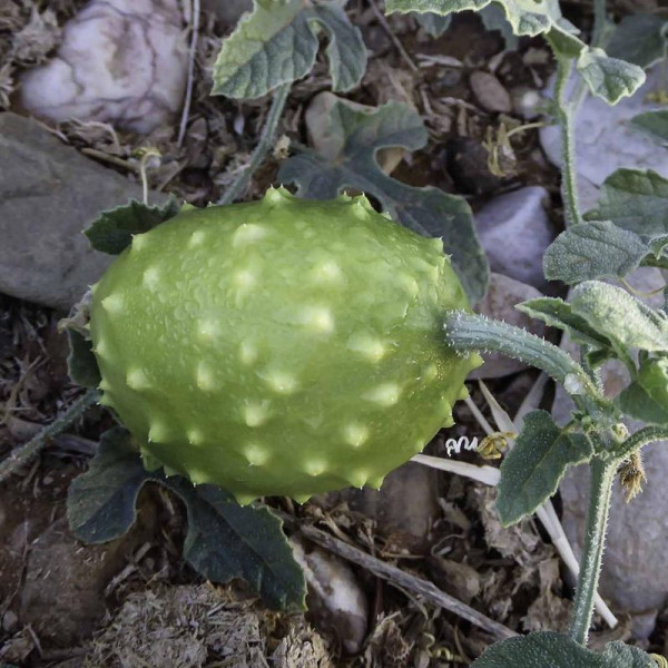 Kiwano seeds «Spiny Emerald»