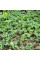 Kiwano seeds «Spiny Emerald»
