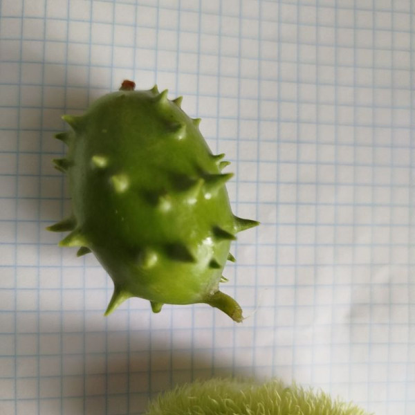 Kiwano seeds «Spiny Emerald»