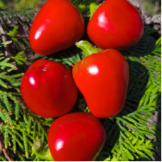 Hot pepper seeds «Jalapeno Bola»