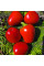 Hot pepper seeds «Jalapeno Bola»