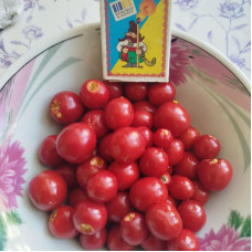 Solanum sisymbriifolium seeds «Vila-Vila»