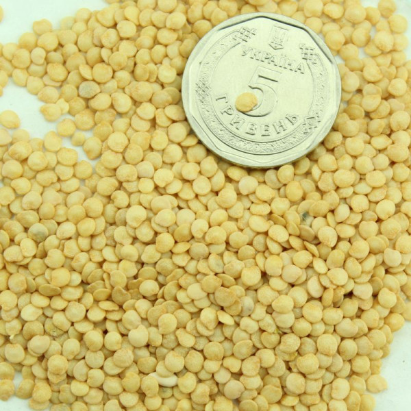 Solanum sisymbriifolium seeds «Vila-Vila»