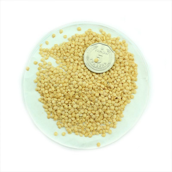 Solanum sisymbriifolium seeds «Vila-Vila»