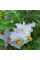 Solanum sisymbriifolium seeds «Vila-Vila»