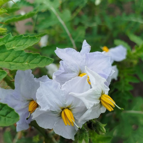 Solanum sisymbriifolium seeds «Vila-Vila»