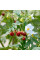 Solanum sisymbriifolium seeds «Vila-Vila»