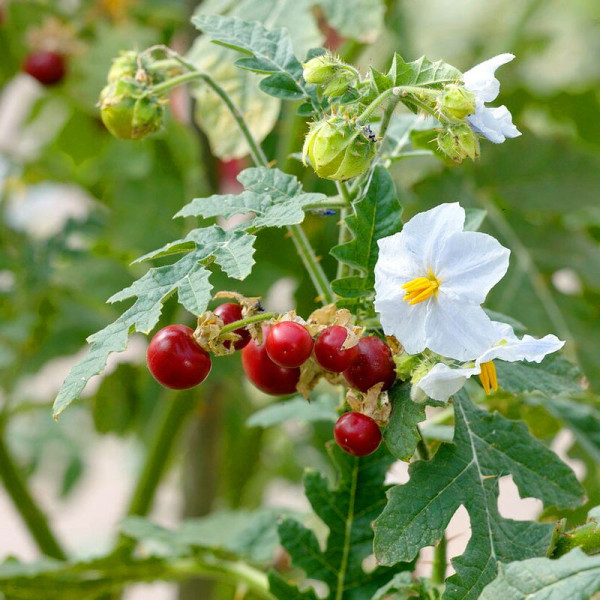 Solanum sisymbriifolium seeds «Vila-Vila»