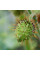 Solanum sisymbriifolium seeds «Vila-Vila»