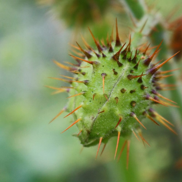 Solanum sisymbriifolium seeds «Vila-Vila»