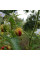 Solanum sisymbriifolium seeds «Vila-Vila»