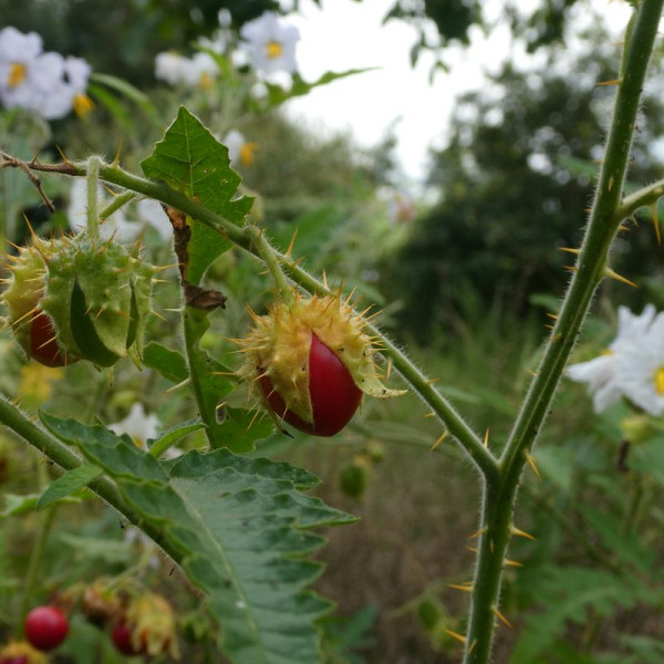 Solanum sisymbriifolium seeds «Vila-Vila»