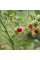 Solanum sisymbriifolium seeds «Vila-Vila»