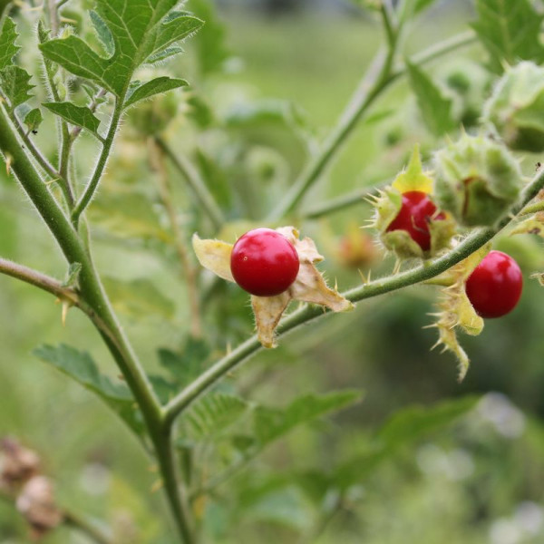 Solanum sisymbriifolium seeds «Vila-Vila»