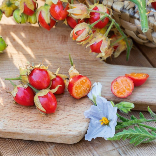 Solanum sisymbriifolium seeds «Vila-Vila»