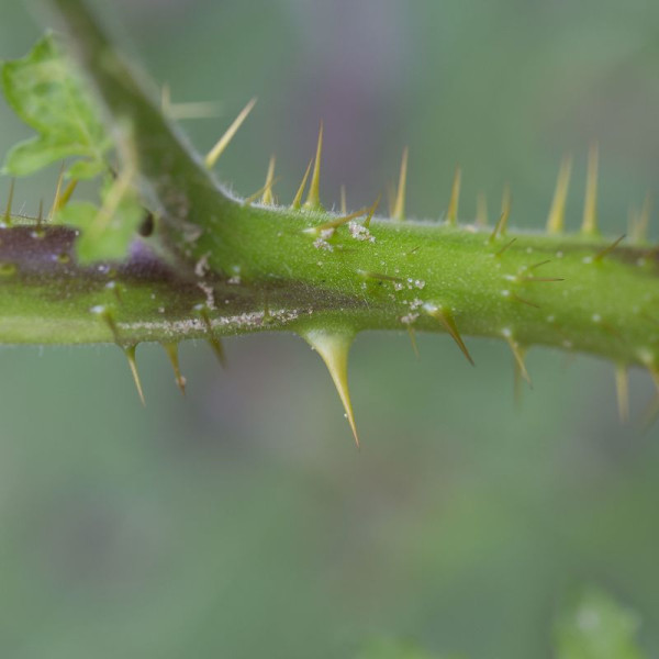 Solanum sisymbriifolium seeds «Vila-Vila»