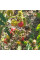 Solanum sisymbriifolium seeds «Vila-Vila»