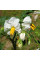 Solanum sisymbriifolium seeds «Vila-Vila»