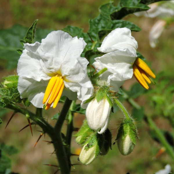 Solanum sisymbriifolium seeds «Vila-Vila»