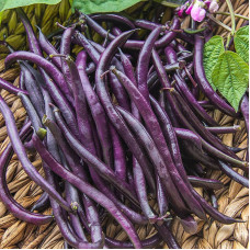Bean seeds «Tsarivna»