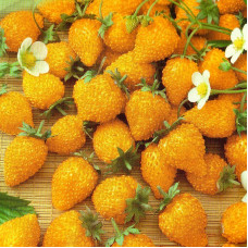 Strawberry seeds «Yellow Cream»
