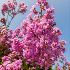 Lagerstroemia seeds «Indian lilac»