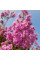 Lagerstroemia seeds «Indian lilac»