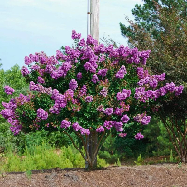 Lagerstroemia seeds «Indian lilac»