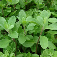 Marjoram seeds «Bell»