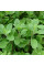 Marjoram seeds «Bell»