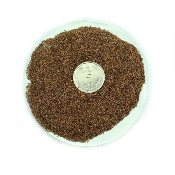 Marjoram seeds «Bell»
