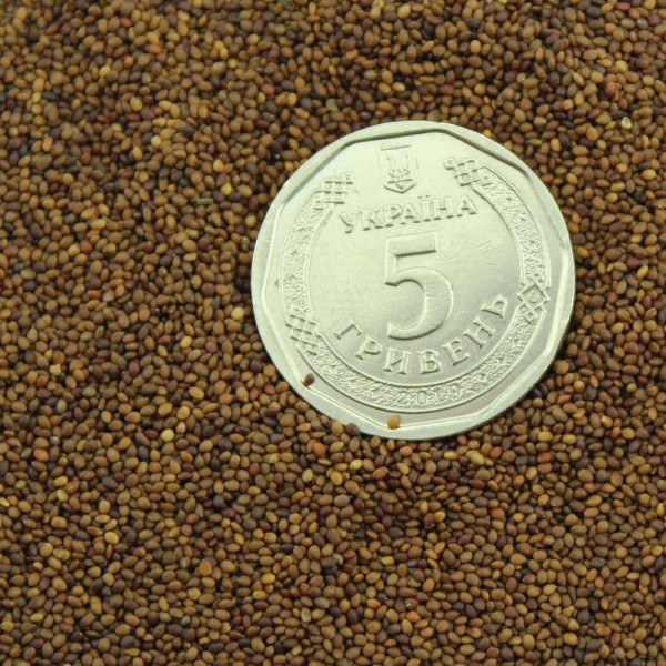 Marjoram seeds «Bell»