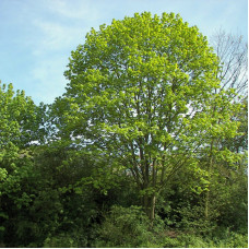 Norway maple seeds