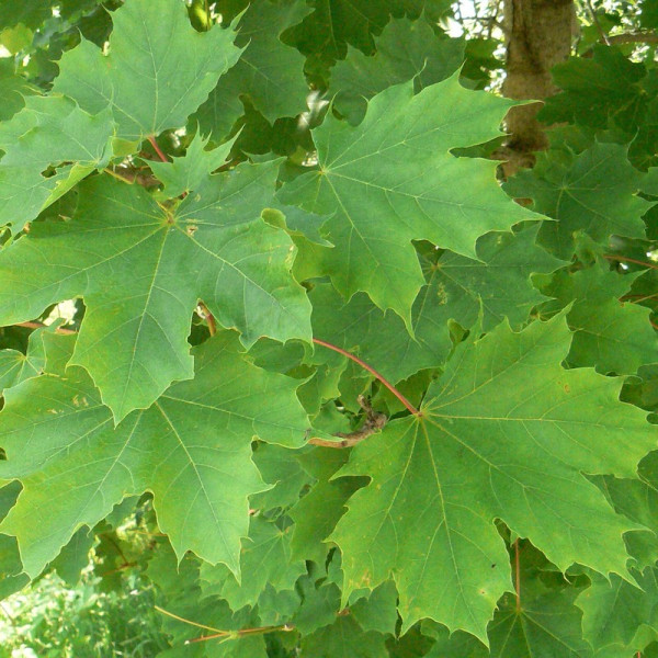 Norway maple seeds