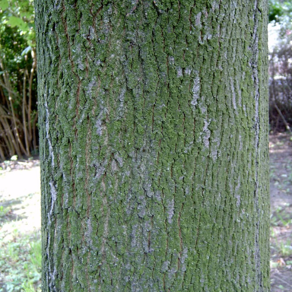 Norway maple seeds