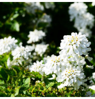 Iberis seeds «Whitish»